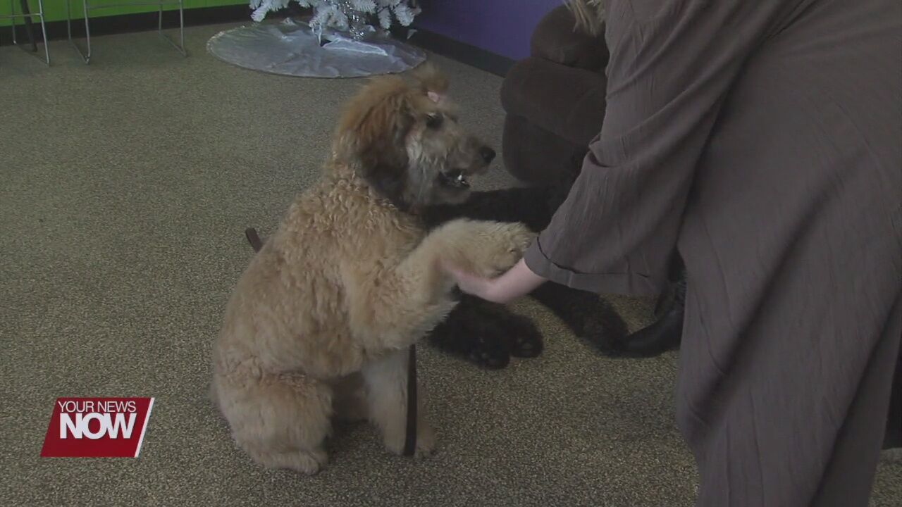 Doggy Daycare branches out to help those in need in a major way